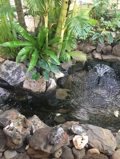Our Resident Turtles